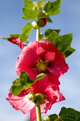 Josef Singler Möbelwerkstatt Gartenmöbel